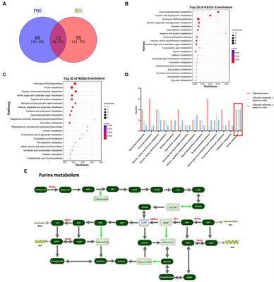 Functional identification of PGM1 in the regulating development and depositing of inosine monophosphate specific for myoblasts